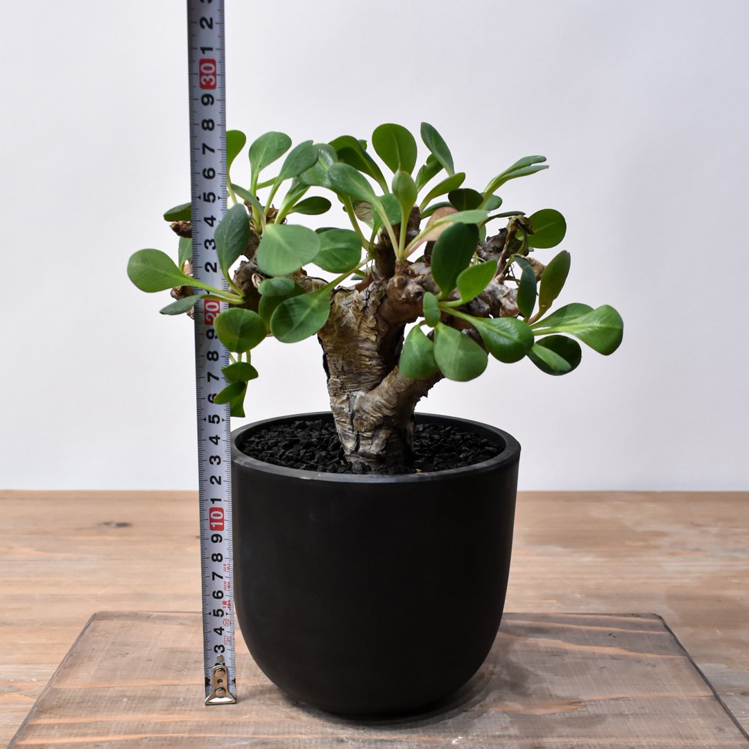 ユーフォルビア イトレメンシス RFHK25011537 | RAFLUM / ラフラム｜東