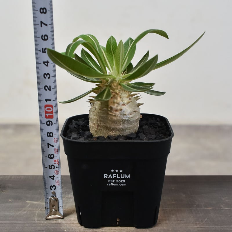 パキポディウム・デンシカウレ 