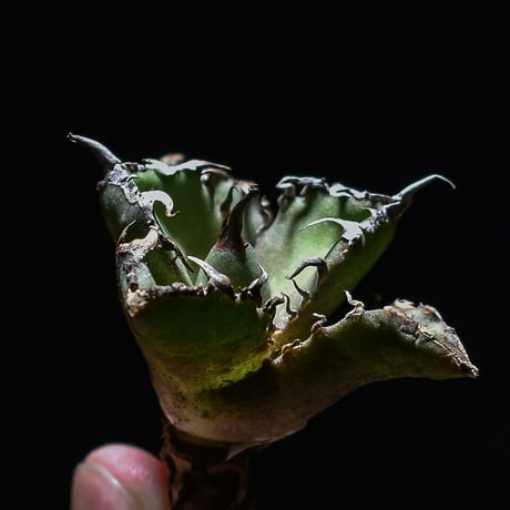 アガベ チタノタ "白鯨"  (抜き苗販売/子株)　type J