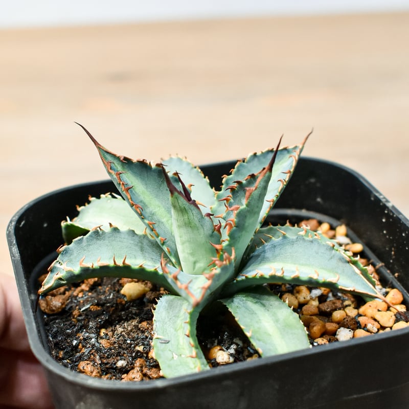 アガベ ハイブリット 