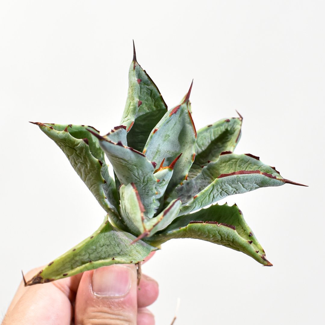 アガベ hybrid イシスメンシス×マンガベブラッドスポット /雷帝X