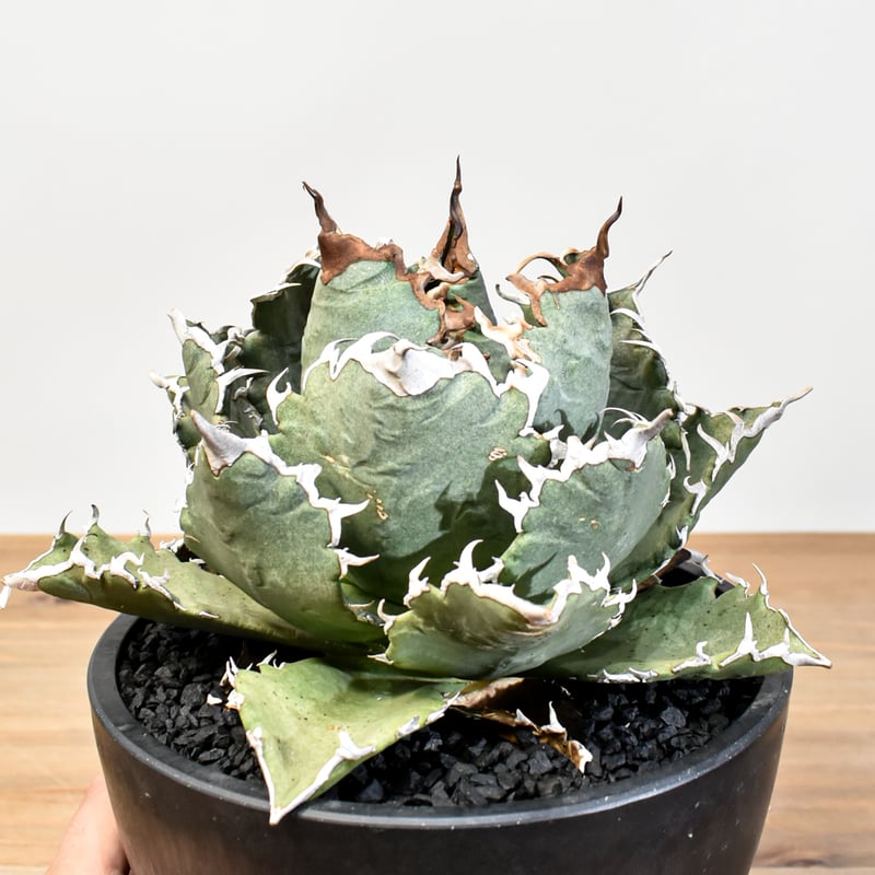 アガベ チタノタ ソーラーエクリプス 