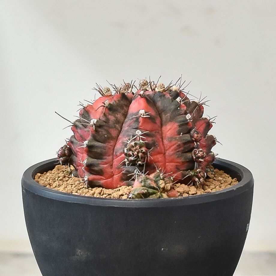 多肉植物　ギムノカリキウム　ミハノビッチ錦　発根済み fit=scale-down,w=1200