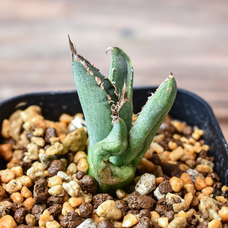 アガベ チタノタ 