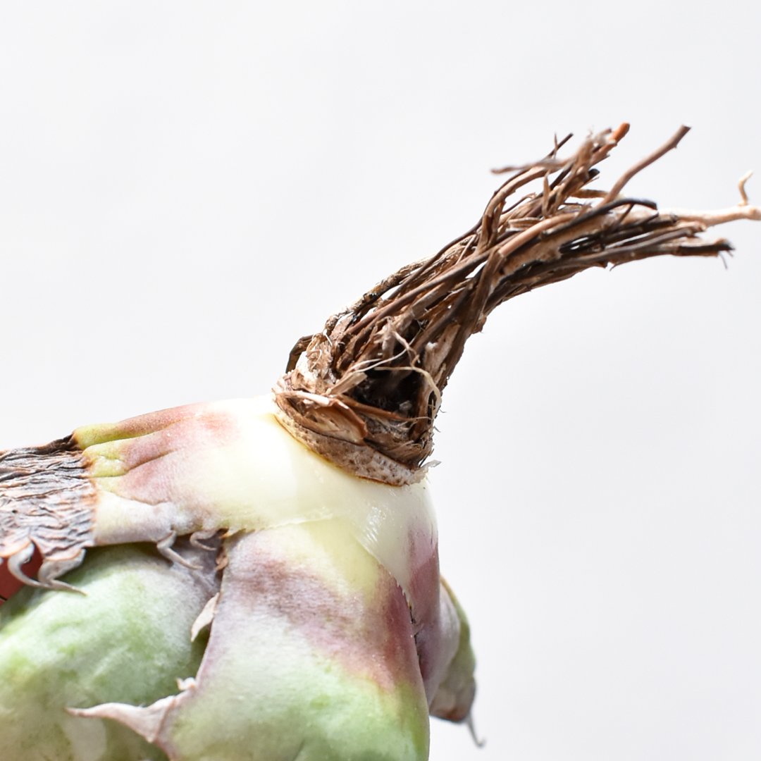 アガベ 特選 ブラック・アンド・ブルー BB根付苗 台湾産正規品 極上苗 アガベ 特選 ブラック・アンド・ブルー BB根付苗 台湾産正規品