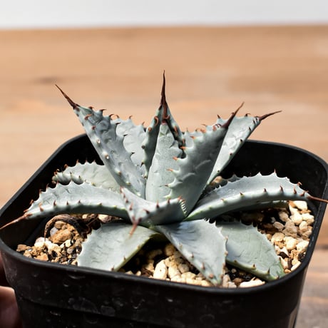 アガベ ハイブリット 日系イシスメンシス×象牙妖炎（陽炎エボリ）【台湾botanical_seeker産】RF25011403