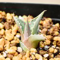 陽炎】アガベ ユタエンシス エボリスピナ （抜き苗販売）RF22906