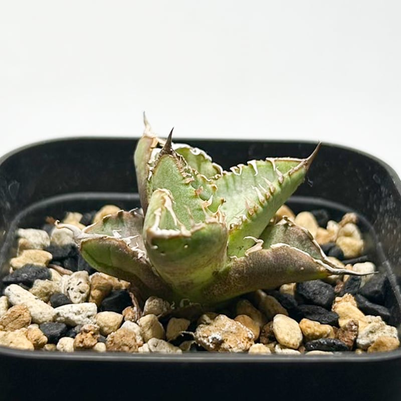 アガベ イタリアスペシャルTC子株 こんばんは！ 藤枝店に先日入荷した