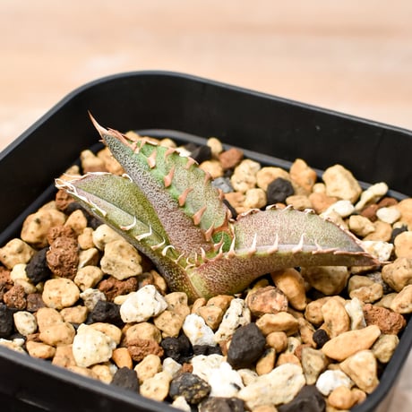 【RAFLUM育成株 5個セット】アガベ Mexico oteroi seeding / オテロイ実生 メキシコ産  【RAFLUM産/実生/子株】A