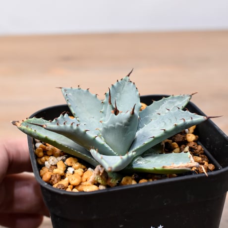 アガベ ハイブリット 日系イシスメンシス×象牙妖炎（陽炎エボリ）【台湾botanical_seeker産】RF25011362