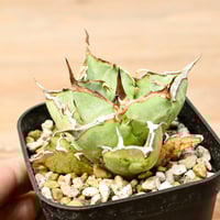 アガベ チタノタ "アングリーハート" 【発根済み/中株】F NI25010208(T)