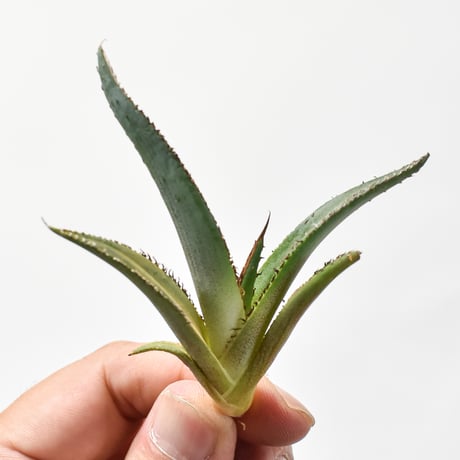 アガベ  "グリーンブル"/ "緑牛" 【台湾 dragon agave産/発根済み/子株】H DGC2410018(T)