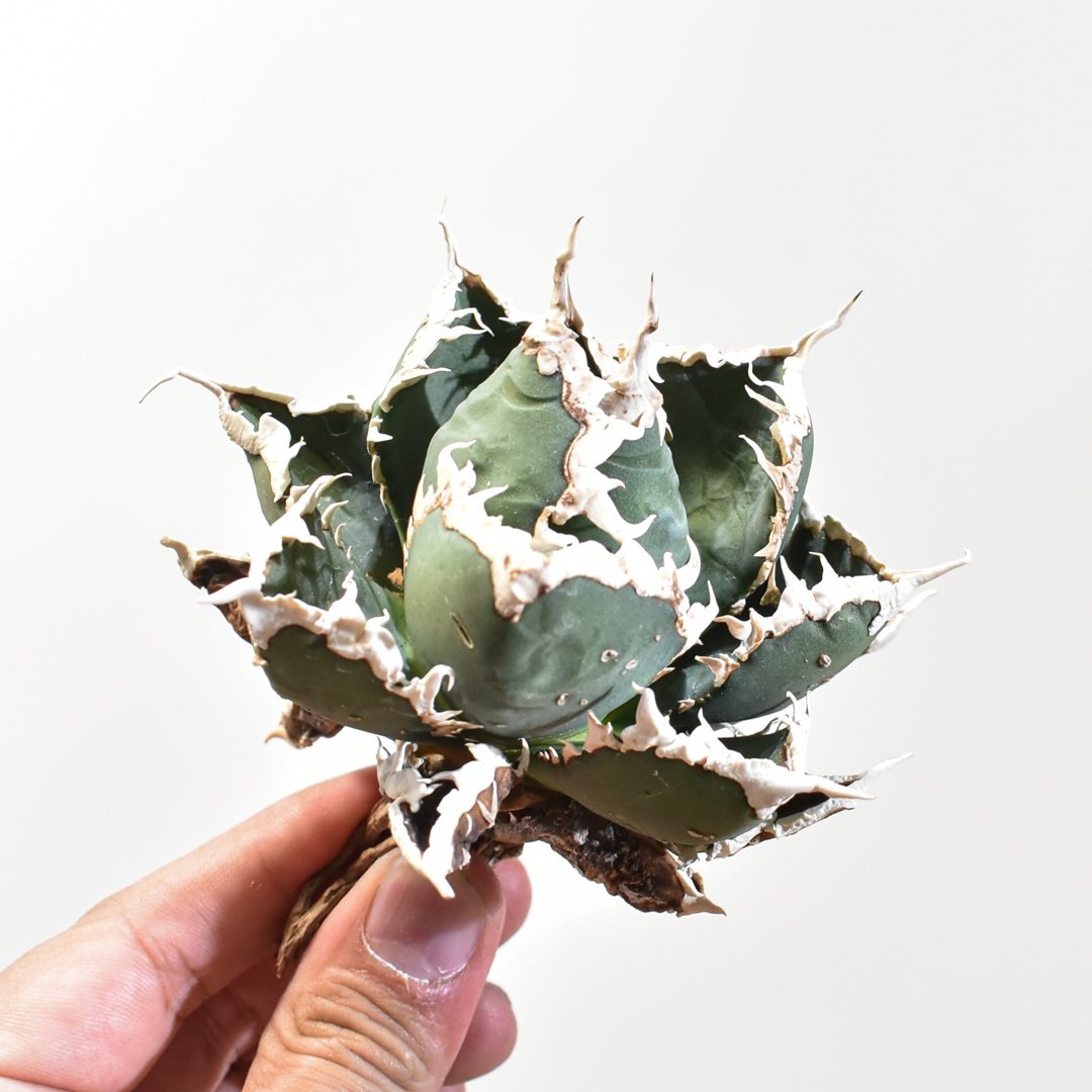 アガベ チタノタ 