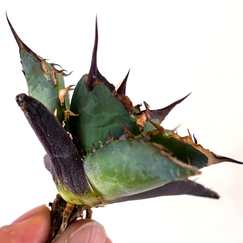 アガベ チタノタ ハデス / 黒帝斯、恐竜牙歯 【台湾 dragon