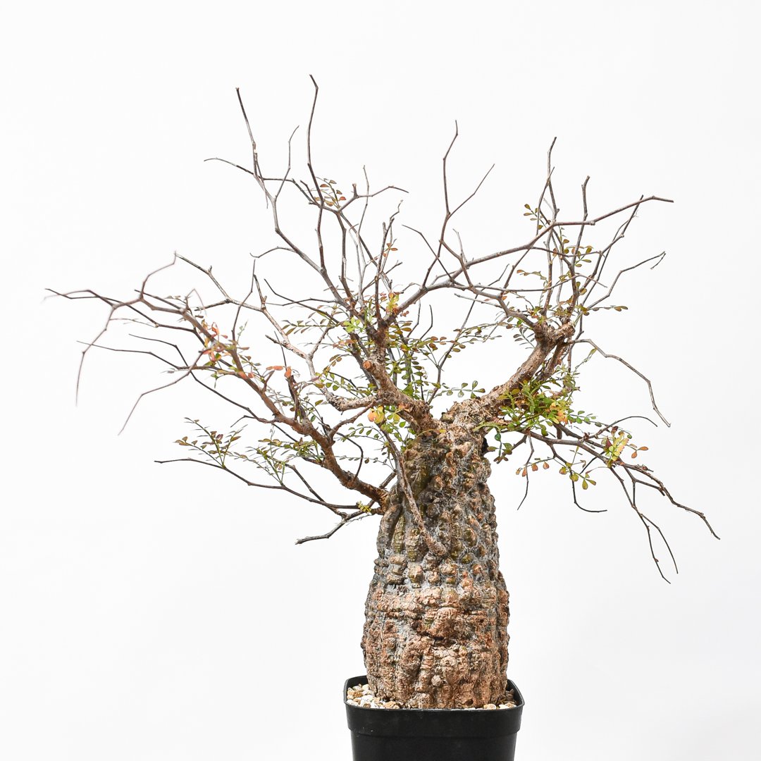 Ｒ*n様 【期間限定セール】オペルクリア・パキプス（現地株、発根済み） オペルクリカリア パキプス 【現地球/発根済み】HK25010012(T