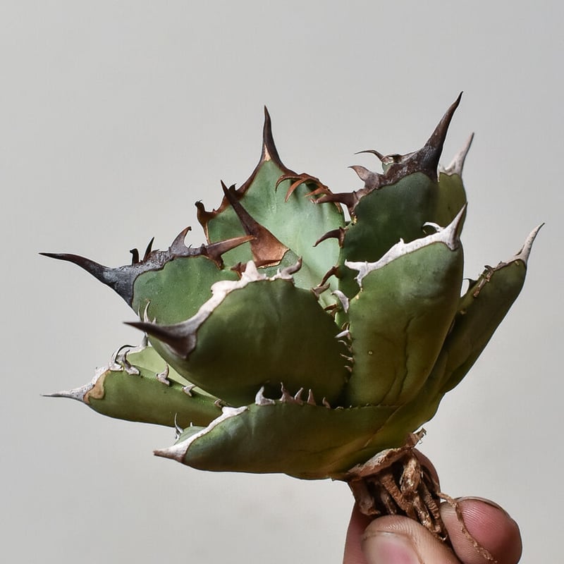 アガベ チタノタ フェニックス 