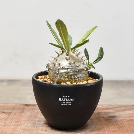 CATEGORY 恵比寿大黒 | RAFLUM / ラフラム｜東京、大阪の塊根植物