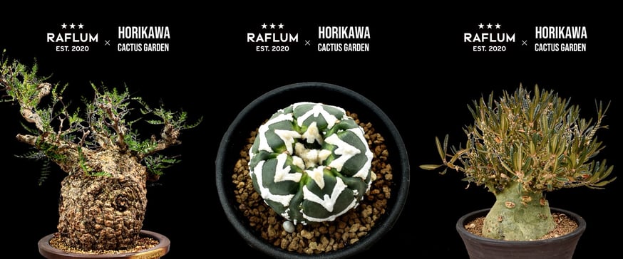 NEWS | RAFLUM / ラフラム｜東京 原宿の塊根植物（コーデックス