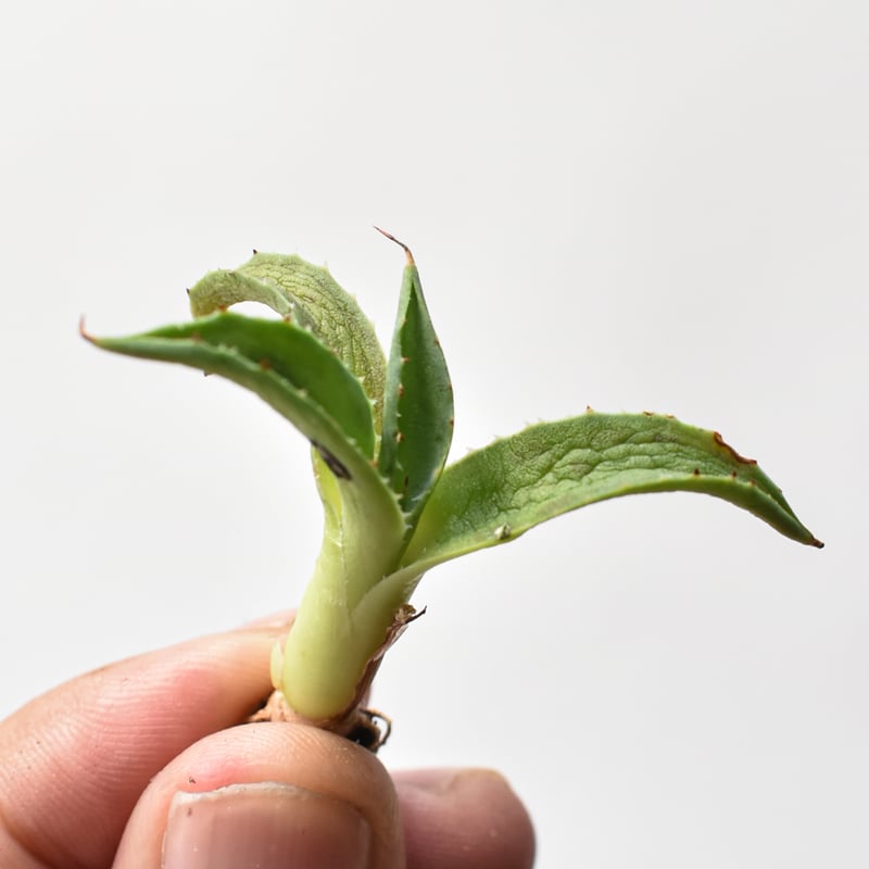 アガベ ハイブリット 