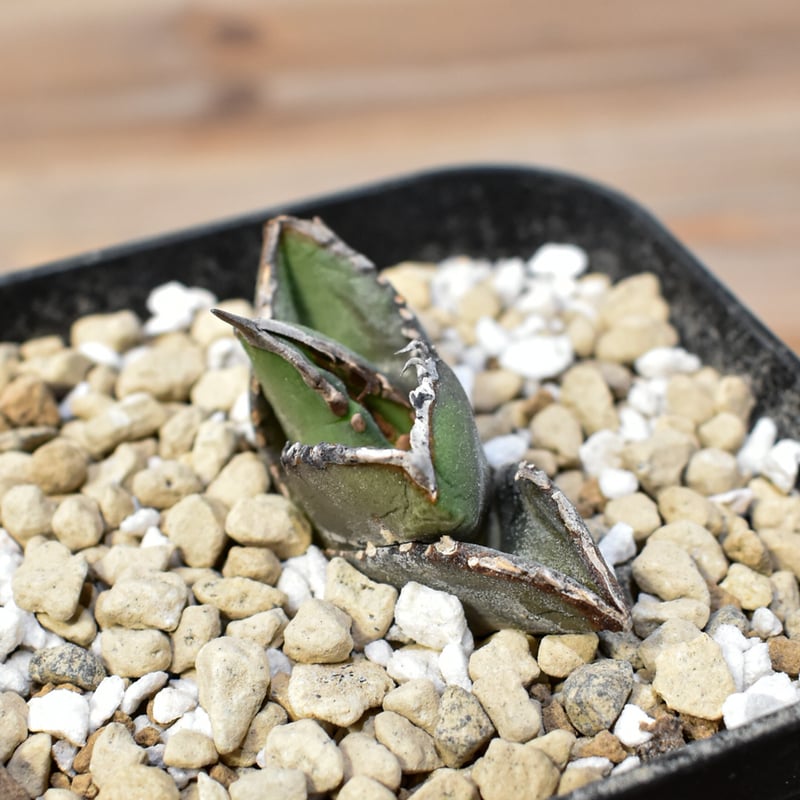 アガベ チタノタ 