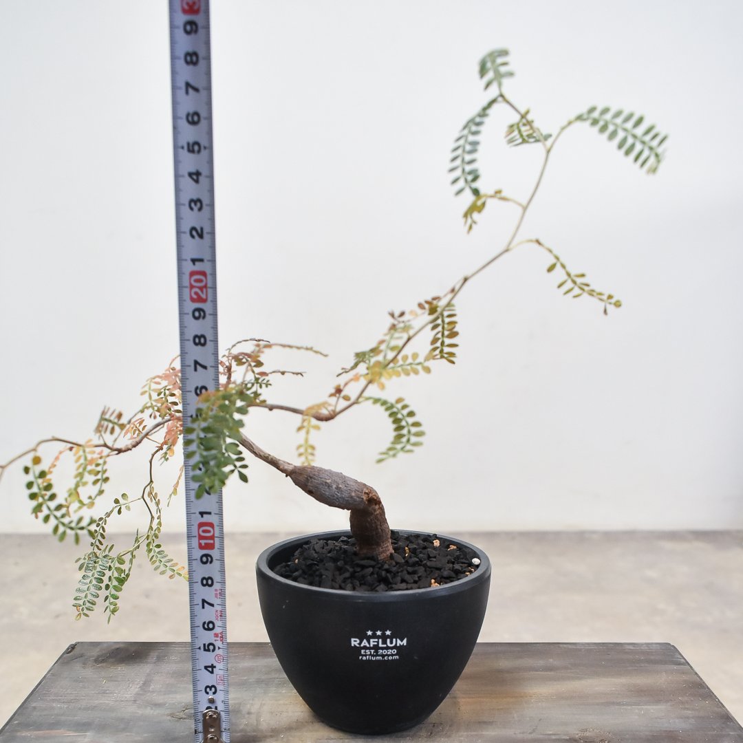 珍品　オペルクリカリア　ヒファエノイデス オペルクリカリア ヒファエノイデス （実生株）RF230367