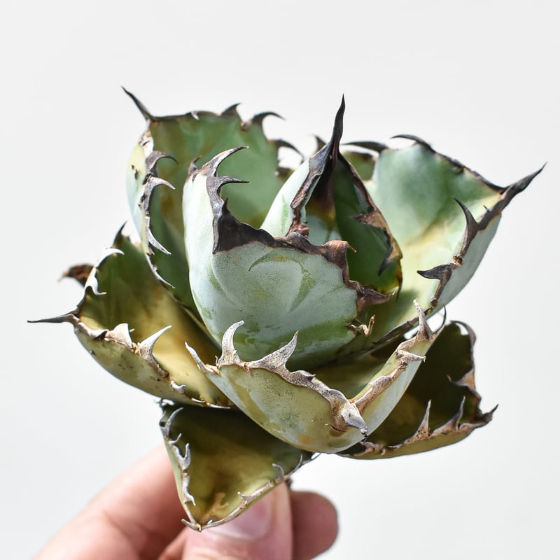 アガベ チタノタ ブラックアンドブルー / BB 藍球 【台湾 dragon agave