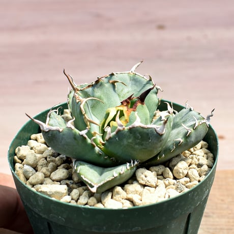 アガベ チタノタ ドワーフ / "姫厳龍"  RFHK-519