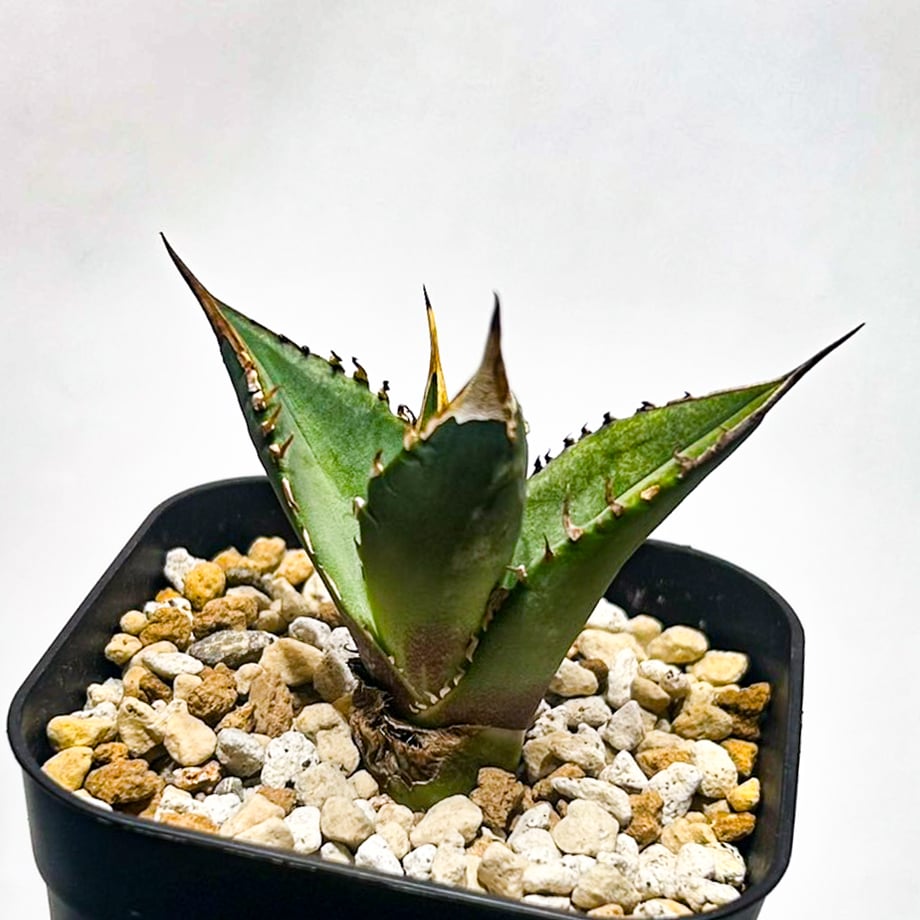 68df918e1d3bd938725e4a48