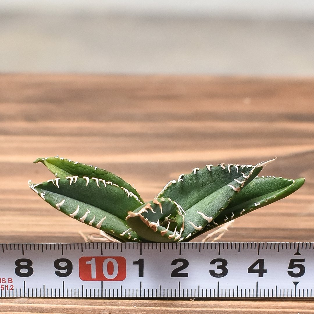 {コレクション子株】アガベ チタノタ \"南アフリカダイヤモンド\" \"SAD\" アガベ チタノタ 南アフリカダイヤモンド 