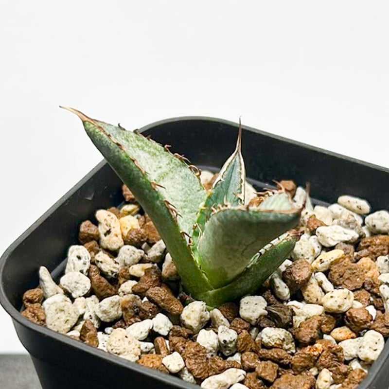 アガベ チタノタ 