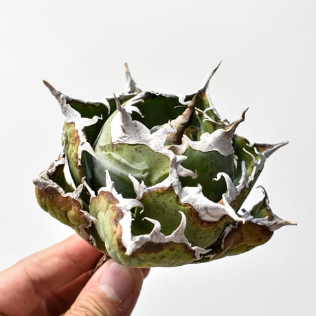 RAFLUM / ラフラム｜東京、大阪の塊根植物（コーデックス）、アガベ