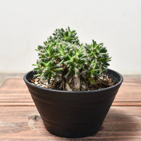 CATEGORY トリコディアデマ | RAFLUM / ラフラム｜東京、大阪の塊根