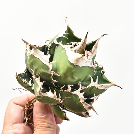 【5CLAW】アガベ チタノタ 精品南アフリカダイヤモンド  "精品SAD" 【台湾 dragon agave産/中株/抜き苗】RFDG25010979