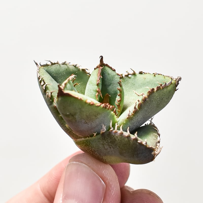 アガベチタノタ　麻花龍②【限定値下げ】 麻花龍 | O.K.BowL STORE