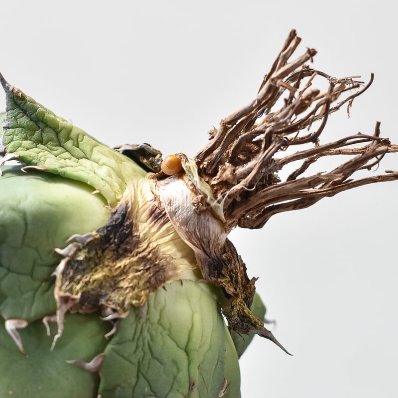 アガベ チタノタ 