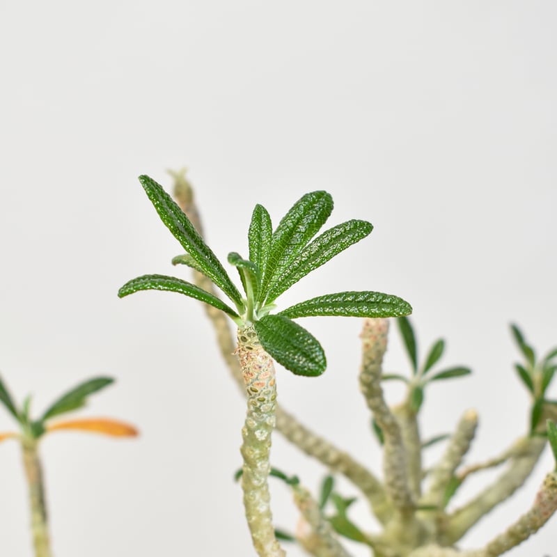 ドルステニア　ギガス　実生① ドルステニア ギガス【実生】A | RAFLUM / ラフラム｜東京、大阪