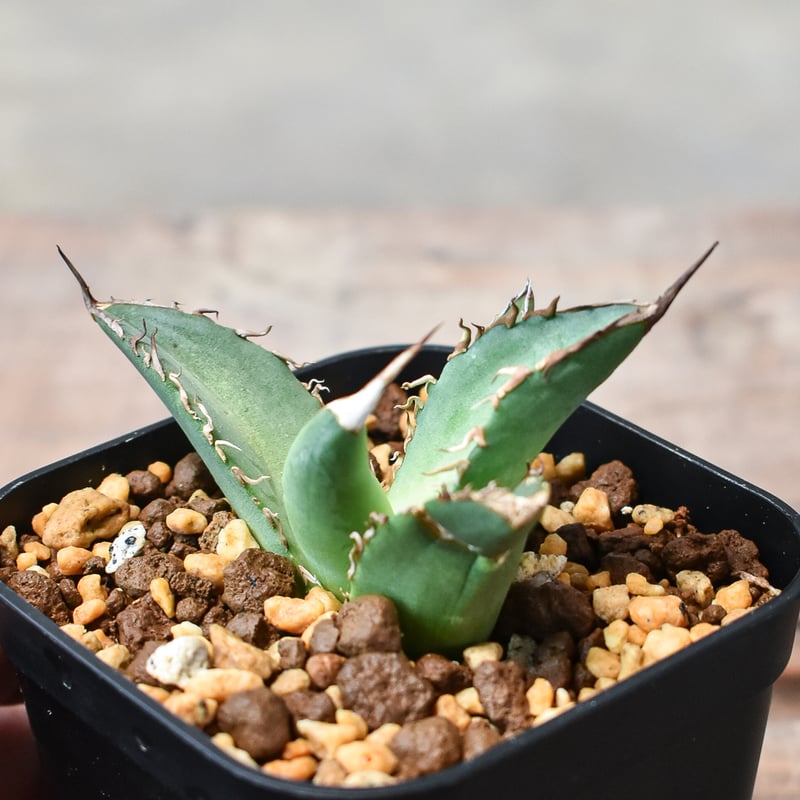 アガベ チタノタ 