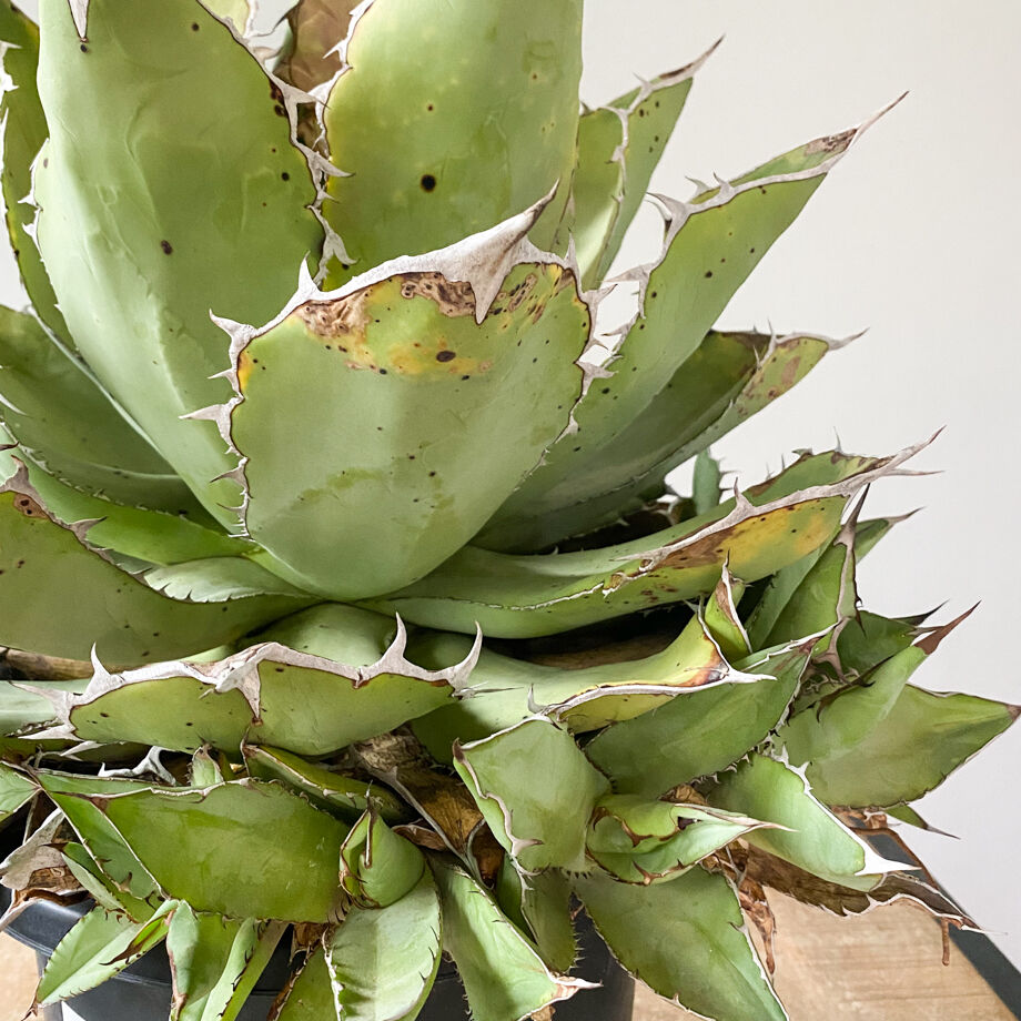 64b74e796d85d7002ebea18b