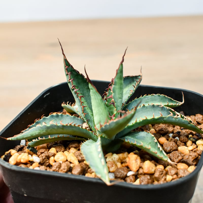 アガベ ハイブリット 