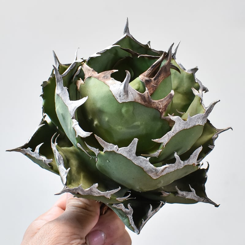 パ*パ様 アガベ チタノタ “クラブ（螃蟹）” 6頭株 ワイルド特選株