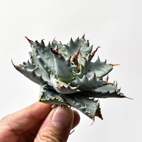 アガベ ハイブリット 特白肌怒雷神×象牙妖炎（陽炎エボリ）【台湾botanical_seeker産/選抜株】B RF25011740