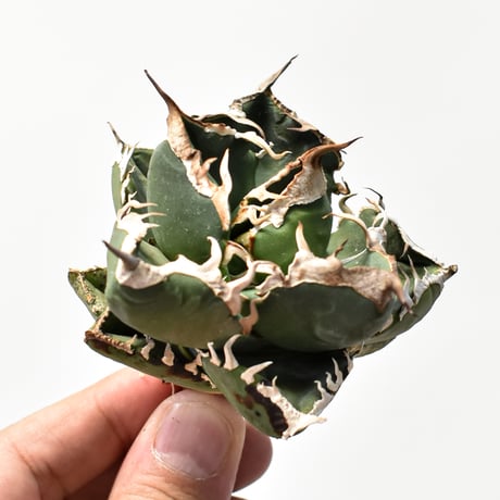 アガベチタノタ南アフリカダイヤモンド | STORES