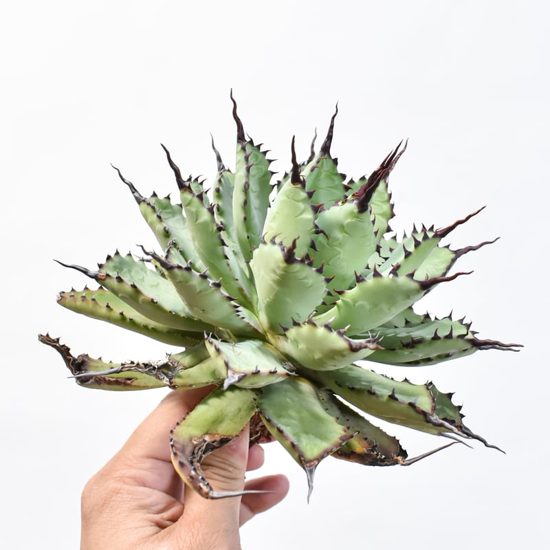 ギルとライオン アガベ　大株　強棘　短葉　マクロアカンサ アガベ 