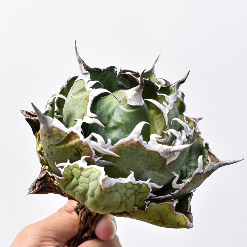 アガベ チタノタ “精品老白鯨” 【台湾 dragon agave産/抜き苗/中株