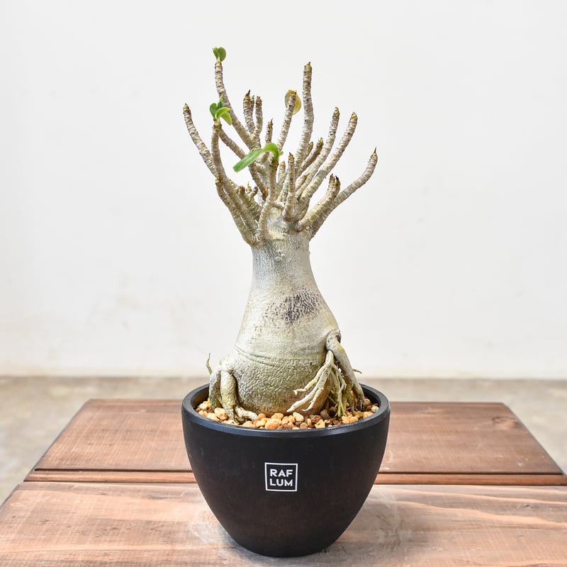 アデニウム　アラビカム　4点セット アデニウム アラビカム 4点セット