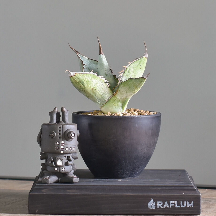 狂鉢 Willingplant Agave アガベ