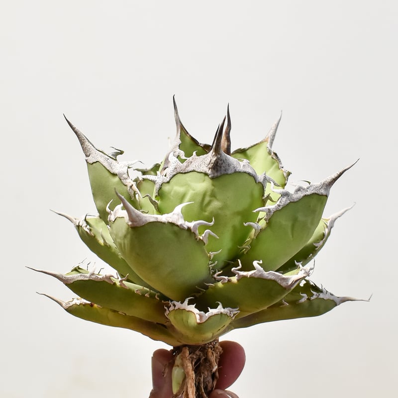 アガベ チタノタ 