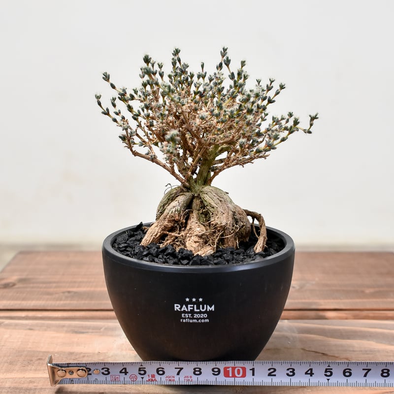 陶器鉢付き！トリコディアデマ　ブルボスム　姫紅小松 トリコディアデマ ブルボスム 