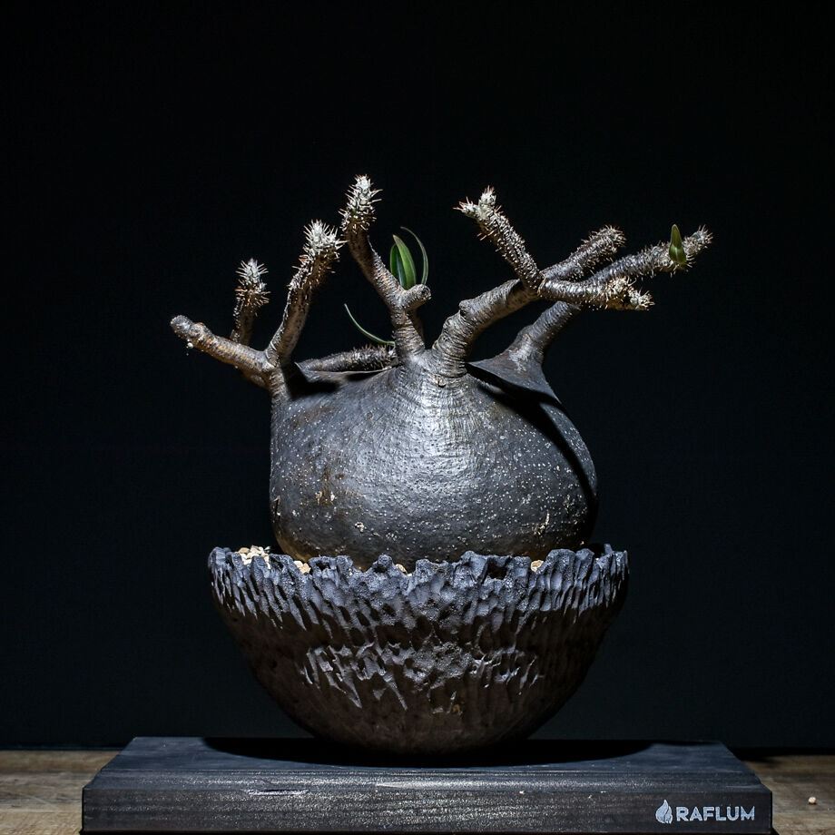 【作家鉢セット】 パキポディウム グラキリス 現地球 赤肌 大株 良形 発根済み 作家鉢セット】 パキポディウム グラキリス 現地球 赤肌 大株 良形 発