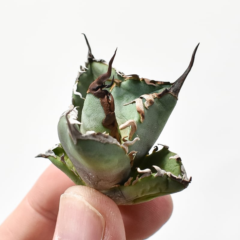 アガベ　チタノタ　ハデス　親株　agave アガベ チタノタ ハデス Agave titanota Hades | mana's farm